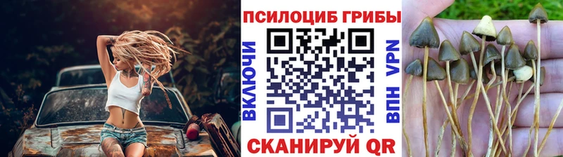 Псилоцибиновые грибы Psilocybe  KRAKEN ссылки  Котлас  как найти закладки 